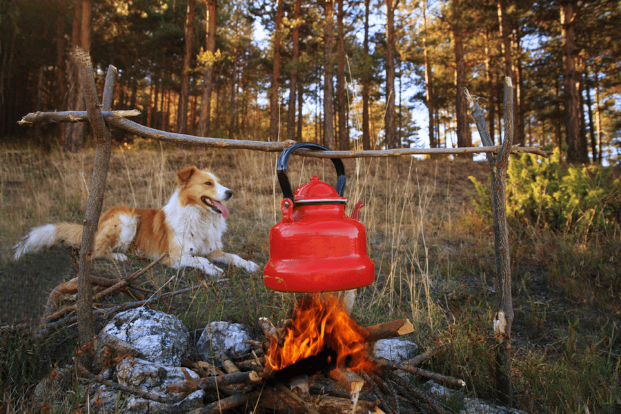 Dog near the camping fire - Tahoe Best Friends